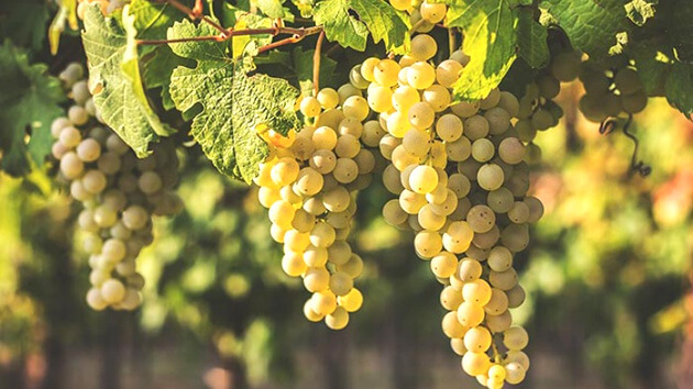 Nho làm giấm Trebbiano